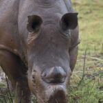 Arts & Vie - Zululand / Natal - Afrique du sud