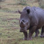 Arts & Vie - Zululand / Natal - Afrique du sud