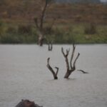 Arts & Vie - Zululand / Natal - Afrique du sud