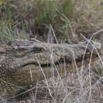 Arts & Vie - Zululand / Natal - Afrique du sud