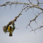 Arts & Vie - Zululand / Natal - Afrique du sud