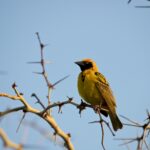 Arts & Vie - Zululand / Natal - Afrique du sud
