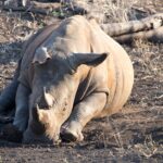 Arts & Vie - Zululand / Natal - Afrique du sud