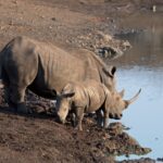 Arts & Vie - Zululand / Natal - Afrique du sud