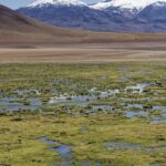 Arts & Vie - L'altiplano - Chili