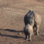 Arts & Vie - Zululand / Natal - Afrique du sud