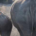 Arts & Vie - Zululand / Natal - Afrique du sud