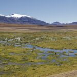 Arts & Vie - L'altiplano - Chili