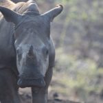Arts & Vie - Zululand / Natal - Afrique du sud