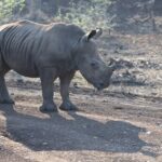 Arts & Vie - Zululand / Natal - Afrique du sud