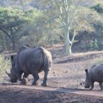 Arts & Vie - Zululand / Natal - Afrique du sud