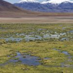 Arts & Vie - L'altiplano - Chili