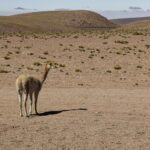 Arts & Vie - L'altiplano - Chili