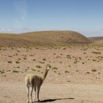 Arts & Vie - L'altiplano - Chili