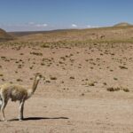 Arts & Vie - L'altiplano - Chili