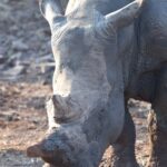 Arts & Vie - Zululand / Natal - Afrique du sud