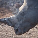 Arts & Vie - Zululand / Natal - Afrique du sud