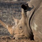 Arts & Vie - Zululand / Natal - Afrique du sud