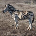 Arts & Vie - Zululand / Natal - Afrique du sud