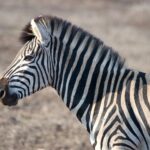 Arts & Vie - Zululand / Natal - Afrique du sud