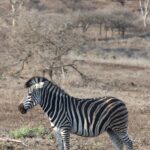 Arts & Vie - Zululand / Natal - Afrique du sud