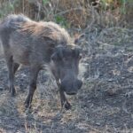 Arts & Vie - Zululand / Natal - Afrique du sud