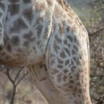 Arts & Vie - Zululand / Natal - Afrique du sud
