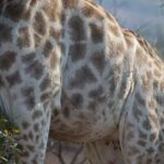 Arts & Vie - Zululand / Natal - Afrique du sud