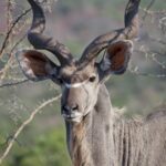 Arts & Vie - Zululand / Natal - Afrique du sud