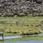 Arts & Vie - L'altiplano - Chili