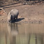 Arts & Vie - Zululand / Natal - Afrique du sud