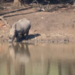 Arts & Vie - Zululand / Natal - Afrique du sud