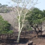Arts & Vie - Zululand / Natal - Afrique du sud
