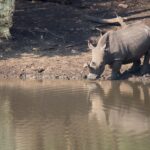 Arts & Vie - Zululand / Natal - Afrique du sud