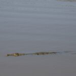 Arts & Vie - Zululand / Natal - Afrique du sud