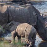 Arts & Vie - Zululand / Natal - Afrique du sud