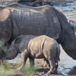 Arts & Vie - Zululand / Natal - Afrique du sud