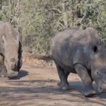 Arts & Vie - Zululand / Natal - Afrique du sud