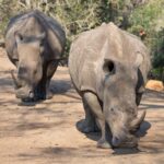 Arts & Vie - Zululand / Natal - Afrique du sud