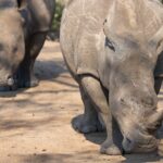 Arts & Vie - Zululand / Natal - Afrique du sud