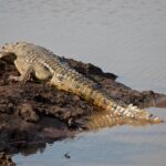 Arts & Vie - Zululand / Natal - Afrique du sud