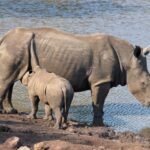 Arts & Vie - Zululand / Natal - Afrique du sud