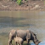 Arts & Vie - Zululand / Natal - Afrique du sud