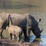 Arts & Vie - Zululand / Natal - Afrique du sud