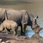 Arts & Vie - Zululand / Natal - Afrique du sud