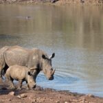 Arts & Vie - Zululand / Natal - Afrique du sud