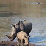 Arts & Vie - Zululand / Natal - Afrique du sud