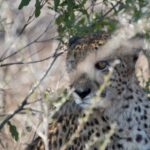 Arts & Vie - Zululand / Natal - Afrique du sud