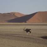 Arts & Vie - Sossusvlei - Namibie