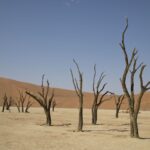 Arts & Vie - Sossusvlei - Namibie